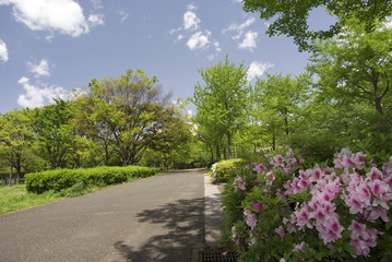 猿江恩賜公園の新緑とつつじ