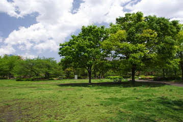 Fototapeta na wymiar Dwa drzewa Sarue Imperial Park