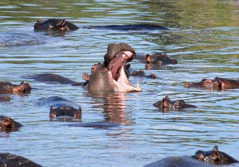 Yawning hippopotamus with family swimming in shallow water