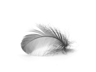 Black feather