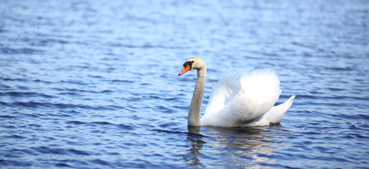Beautifull white swan swimming on blue water