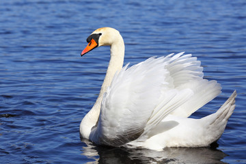 Beautifull white swan swimming on blue water