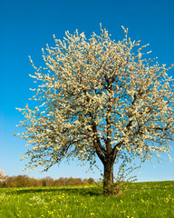 Fototapeta na wymiar wiśniowe drzewo na wiosnę
