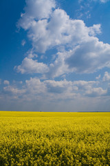 Obraz premium Wheat and canola field with blue sky