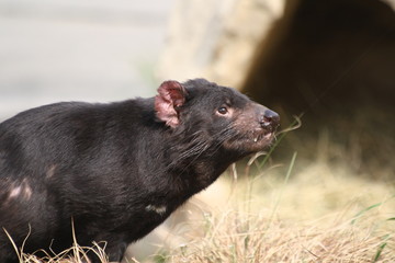 Tasmanischer Teufel 18