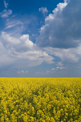 Obraz premium Wheat and canola field with blue sky