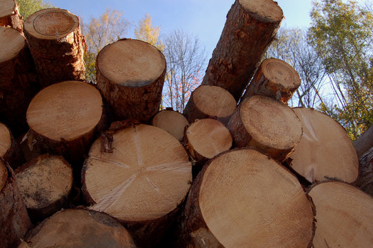 Timber