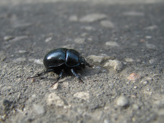 Insect beetle nature close-up