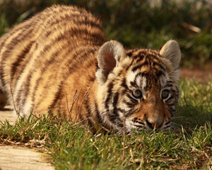 Tiger in the Grass