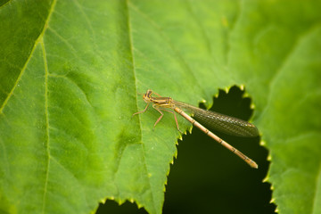 Platycnemis pennipes