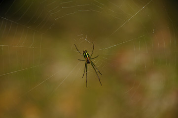 spider