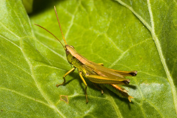 Orthoptera, orthopteran