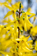 Obraz premium yellow flowers (Forsythia)