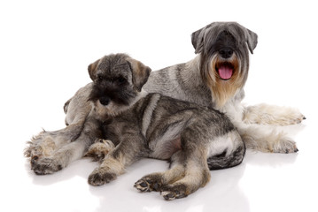 two young schnauzers on white background.