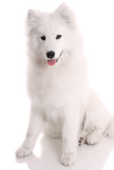 Samoed's dog on white background..