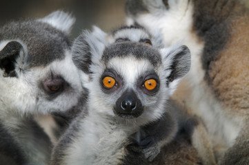 Lemurenbaby witziges Portrait