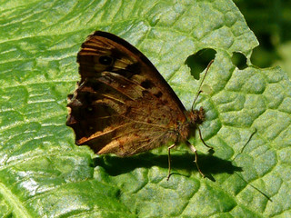 Obraz premium Schmetterling,Sommer