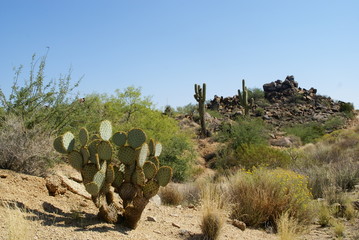 cactus 9