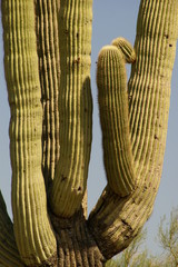 cactus 5