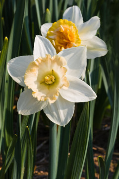 daffodils in springtime
