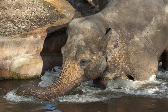 Elefent beim Baden