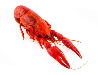 Crayfish
