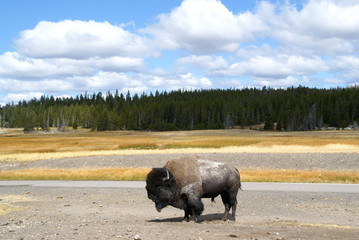 Buffalo / Büffel 1