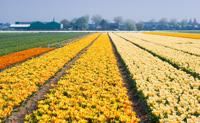 Colorful fields with small tulips