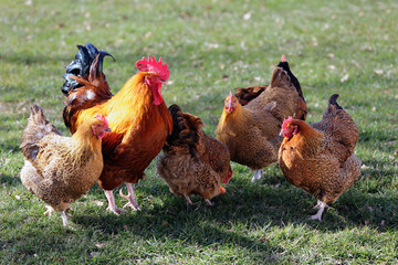 Flock of poultry with one rooster
