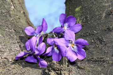 Forest violet