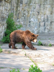 misiak © Mlodzian
