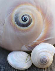 Muscheln auf Holz - Seashells on wood