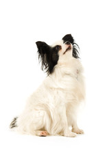 Papillon dog isolated on a white background