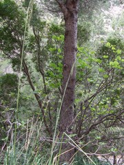 Fototapeta premium Higuera entre pinos