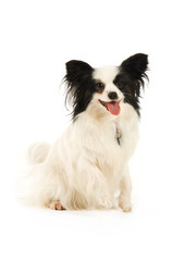 Papillon dog isolated on a white background