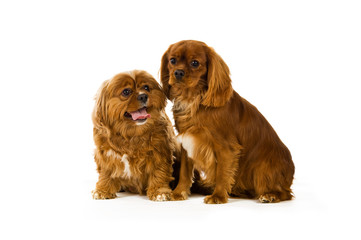 King Charles Cavalier isolated on a white background
