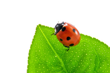 ladybug