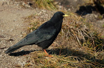 alpendohle