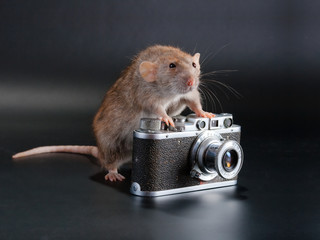 Dumbo breed rat