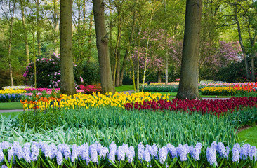 Tulips, hyacinths and blossoming trees