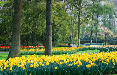 Yellow daffodils and tulips