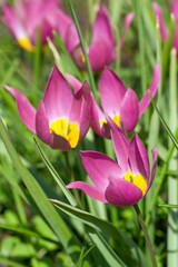 pink flowers in the field