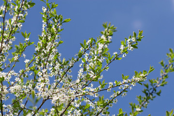 white flowers in front of clear sky