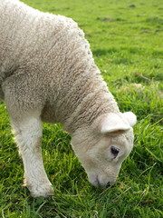 Lamb