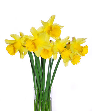 Yellow Daffodils
