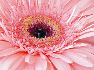 Blume.Makroaufnahme