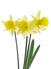 Yellow Daffodils