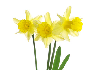 Fototapeta premium Yellow Daffodils