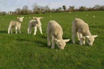 Lambs