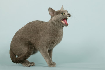 posture de chat bleu en studio, de profil, miaulement agressif